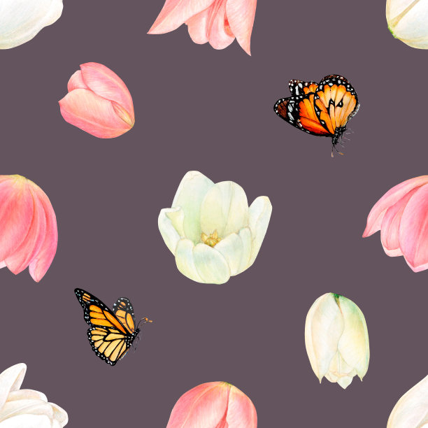 水彩画融洽的蝴蝶和头部的粉红色和白色的郁金香在黑色的背景。很好的图片插图，贴纸，卡片，剪贴簿图片下载