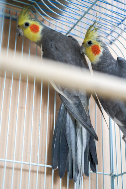 可爱的家养宠物鸟，鹦鹉特写图片下载