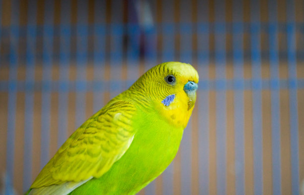 可爱的家养宠物鸟，鹦鹉特写图片下载