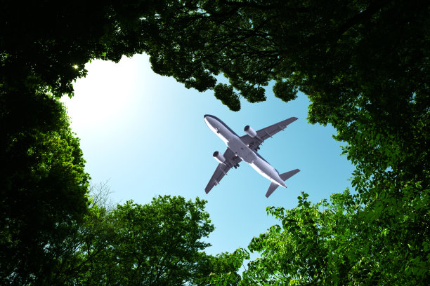 在树梢的自然框架上仰望飞行的飞机图片下载