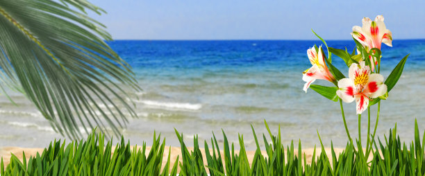 美丽的花朵在草地上，异国情调的植物在大海和晴朗的天空的背景下图片下载