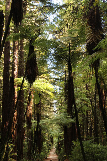 Whakarewa红杉图片下载