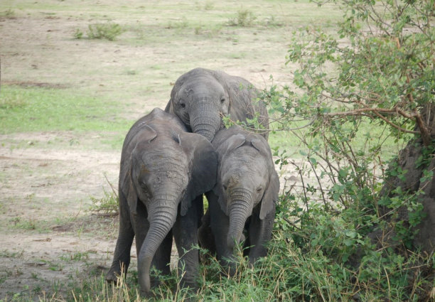 与小象合影图片下载