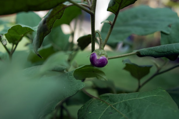 紫茄子(Solanum melongena)果实植物的照片图片下载