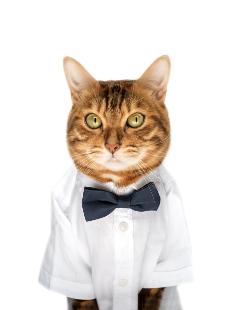 白色背景上穿着衬衫和领结的猫图片下载