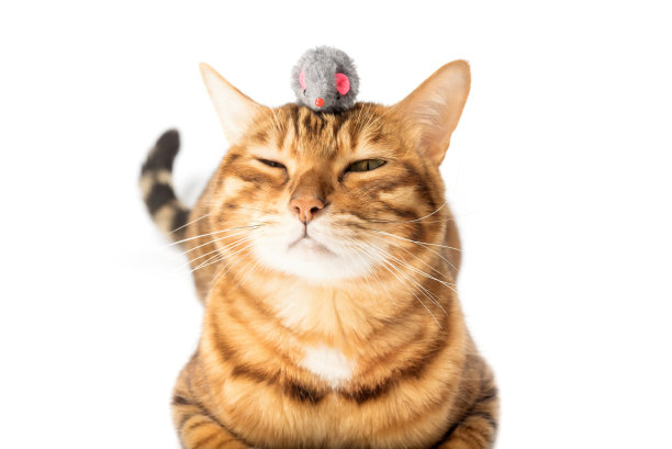 红色的家猫在玩玩具老鼠图片下载