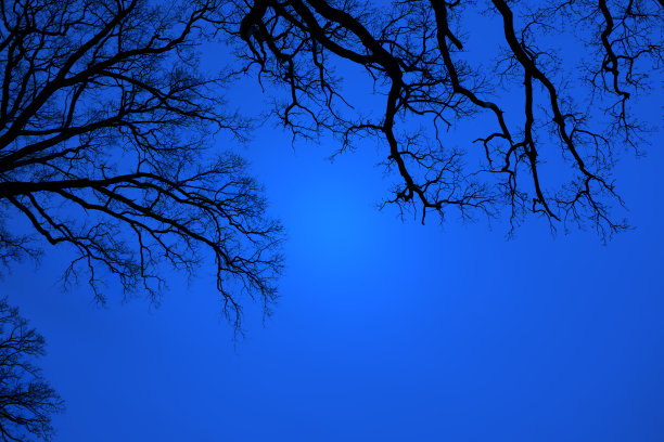 光秃秃的橡树树枝剪影。又黑又蓝。自然橡树树枝剪影在一个蓝色的背景。黑暗阴暗的森林的剪影与有纹理的树木。哥特背景。黑暗图片下载