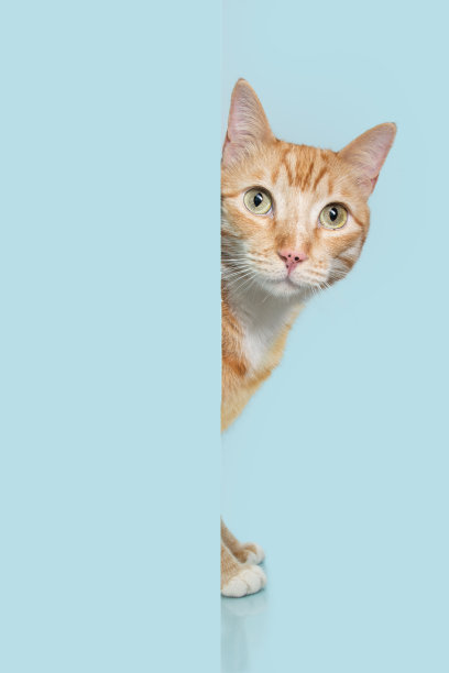 肖像藏姜橙色猫后面的蓝色粉彩墙。图片下载