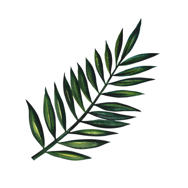 热带棕榈枝。孤立在白色背景上。水彩手绘插图。专为传单，横幅和明信片。用于制作邀请函、海报和标签。用于贴纸和印刷品。图片下载