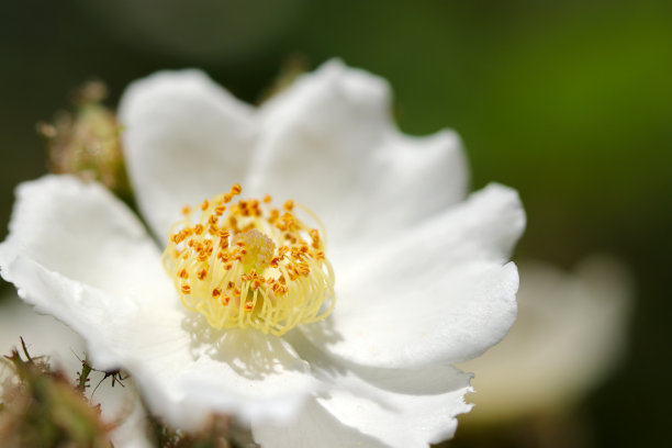 白色单花蔷薇(使用微距镜头，室外自然光，特写照片)图片下载