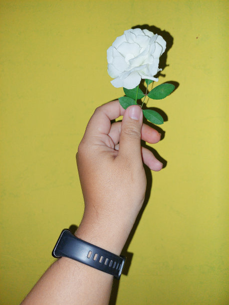 白玫瑰图片下载