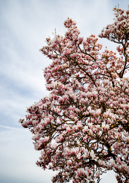 木兰花在树上图片下载