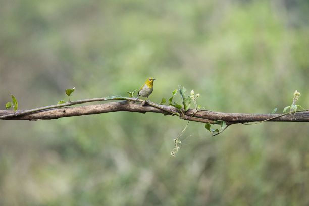 栖息在树枝上的东方白眼鸟。惊人的照片与美丽的背景图片下载