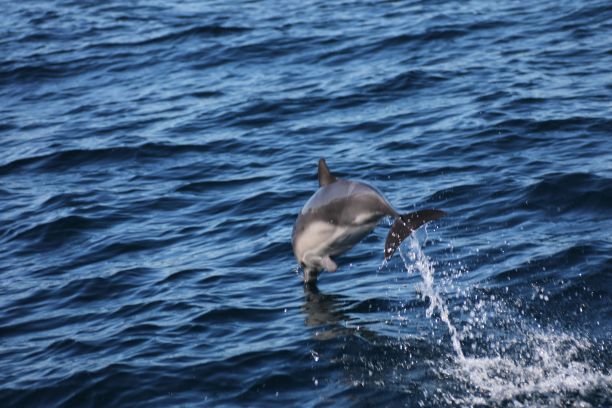 一只海豚露出水面，露出头和背鳍图片下载