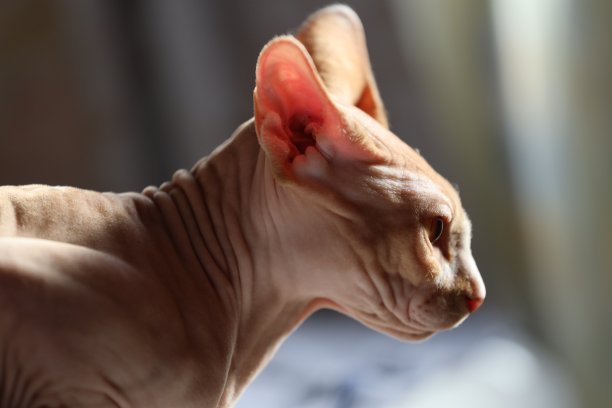 光着身子的猫在床上玩耍图片下载