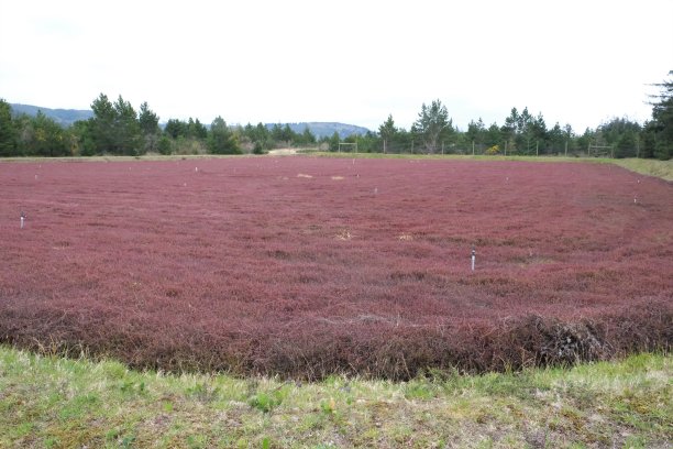 蔓越莓沼泽图片下载