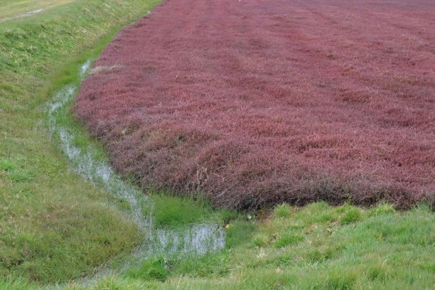 蔓越莓沼泽图片下载