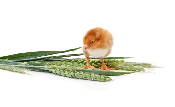 一只小鸡和一串绿色的麦穗。图片下载
