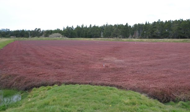 蔓越莓沼泽图片下载