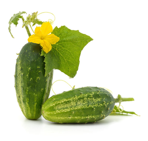 带花黄瓜。图片下载
