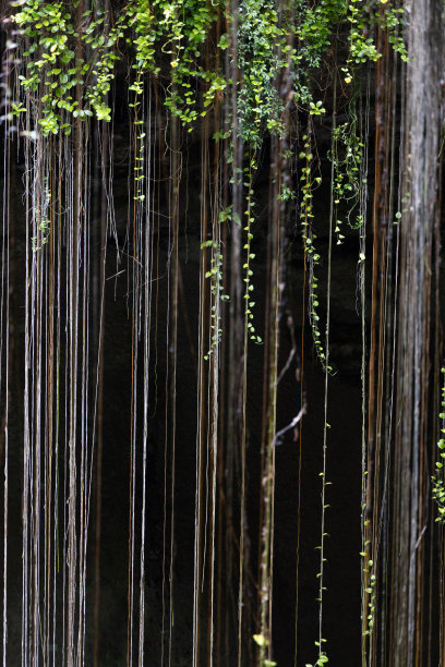 墨西哥热带地区的植被图片下载