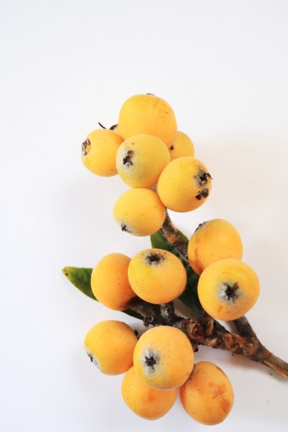 许多枇杷长在树枝上图片下载