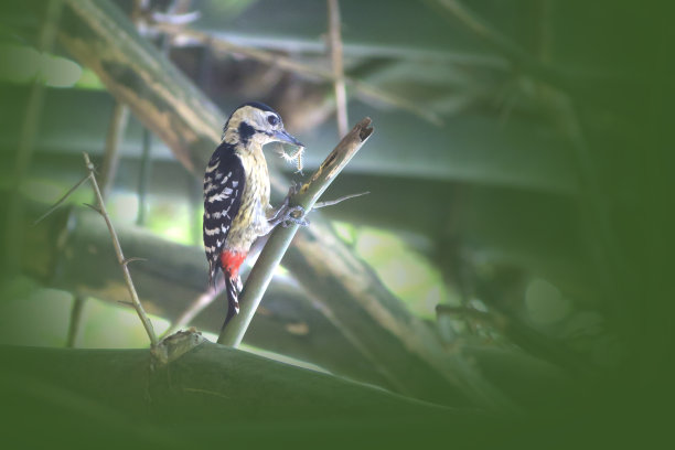 黄胸啄木鸟图片下载