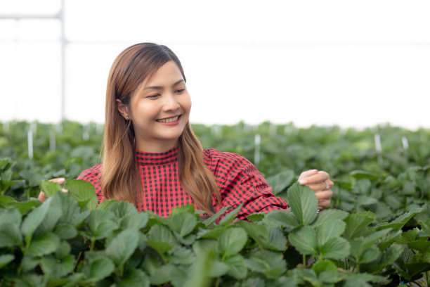 肖像企业家美丽年轻的亚洲女子在农场温室里用幸福检查和栽培草莓，女性收获草莓和农业，一人，小企业的理念。图片下载
