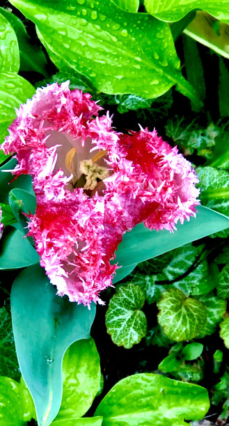 一朵非常有褶边的粉红色郁金香图片下载