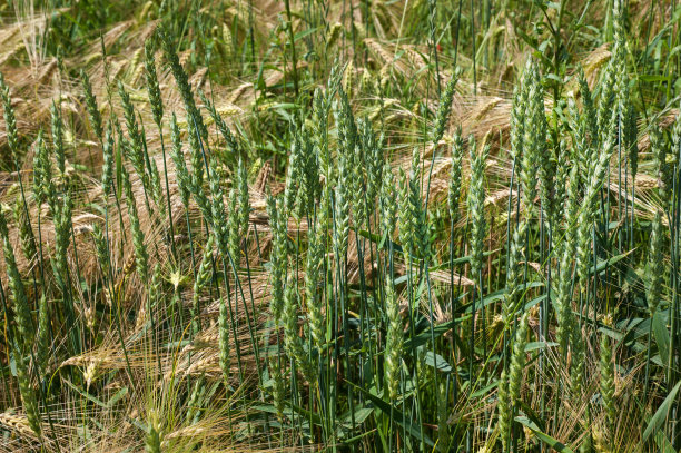 夏天，黄绿色的小麦和大麦秸秆混合在一起矗立在一个种植园里图片下载
