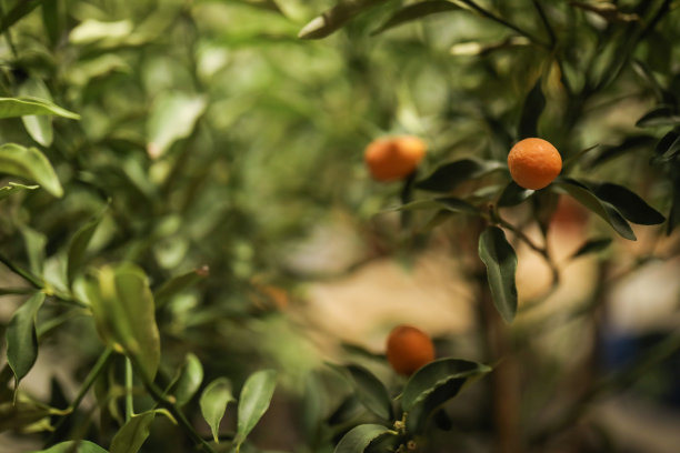 叶子间的金桔果实图片下载