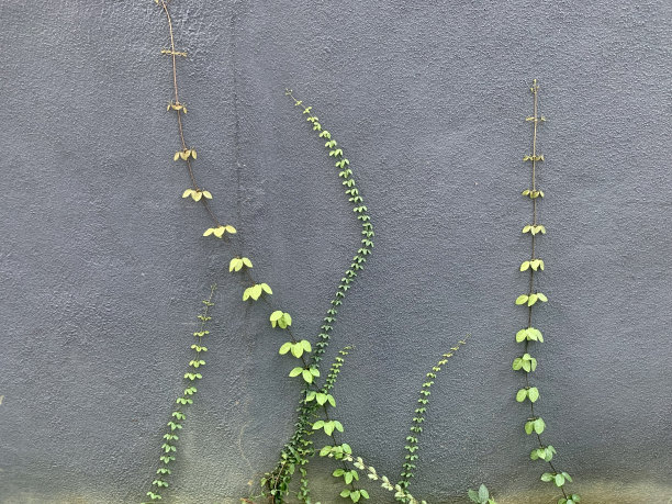 攀缘植物图片下载