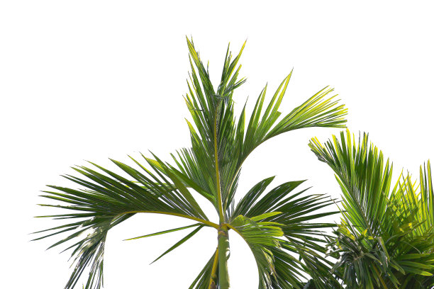 椰子或棕榈树枝孤立与白色背景和剪贴路径。图片下载