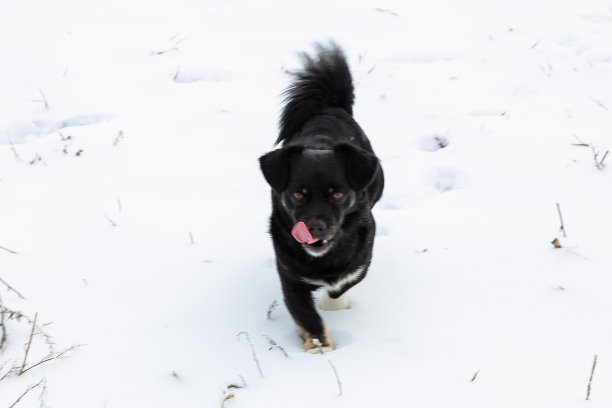 一只小黑狗在雪地里奔跑图片下载