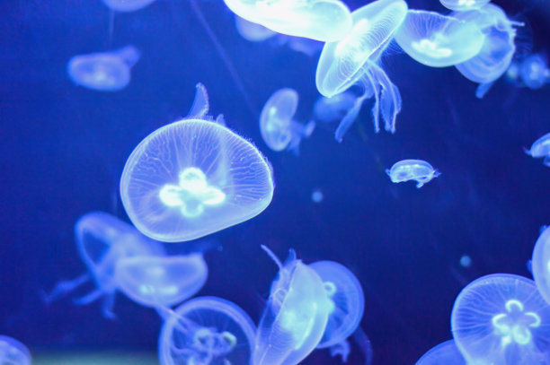 许多温柔透明的水母在深海中翱翔图片下载