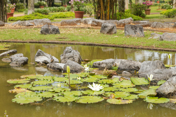 马来西亚古晋城市公园的棕榈收藏，热带花园有大树，池塘有小瀑布，睡莲图片下载