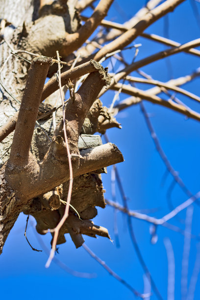 没有叶子的树枝图片下载