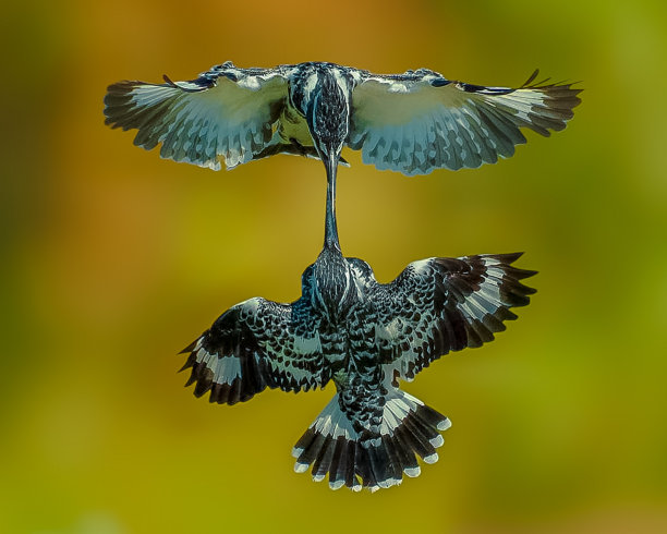 两只接吻的鸟图片下载