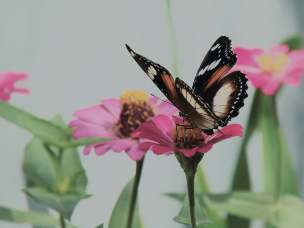 蝴蝶在花上的微距镜头图片下载