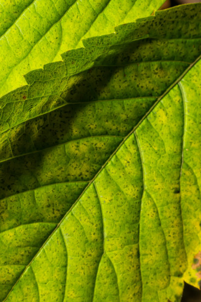 抽象的绿叶纹理作为背景。自然环境，生态理念图片下载