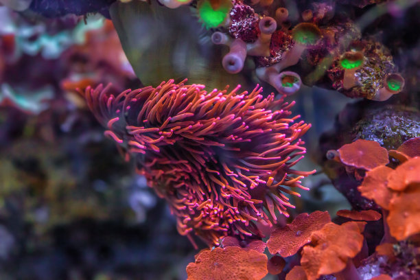 谢尔曼玫瑰泡沫尖海葵在海上。暗礁水族箱中的粉色四色莲属植物，软选择性聚焦图片下载