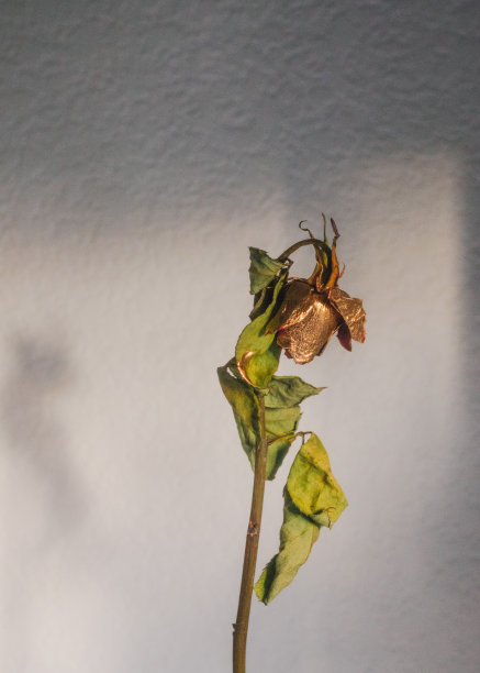 干玫瑰花茎，花头在白色背景上涂成金色图片下载