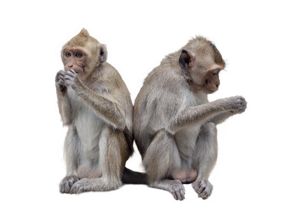 在白色背景上孤立的猕猴图片下载