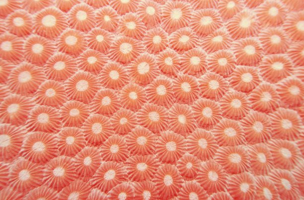 硬珊瑚的有机纹理图片下载