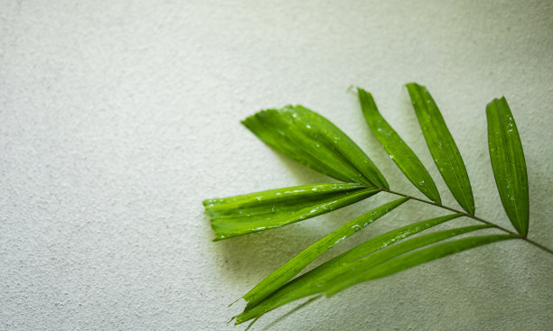 装饰树上的叶子挂在有纹理的墙上。简单自然的点缀，居家或办公室的房间装饰设计。图片下载