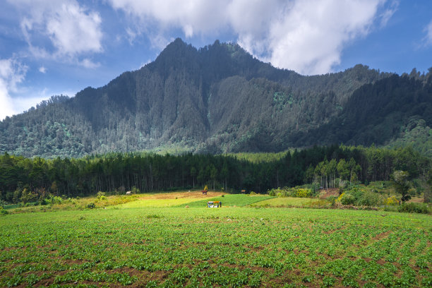 东爪哇邦多沃索Jampit山区田地里种植的马铃薯图片下载