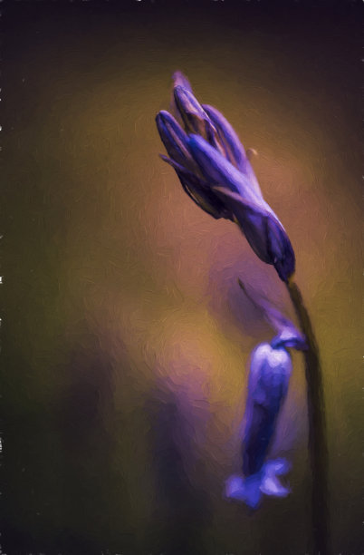 数字油画紫色风信子花在一个忧郁的林地设置使用浅景深。图片下载