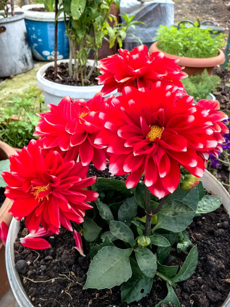 五颜六色的乡村花图片下载