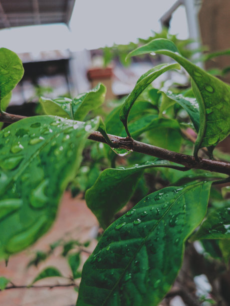 中午雨后植物枝上的水滴流动。微距和特写照片。图片下载