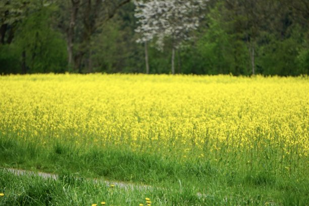 油菜(Brassica napus subsp;napus)，也被称为油菜或油菜籽，是十字花科(芥菜或卷心菜科)的一种亮黄色开花植物。图片下载